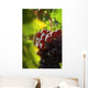 Red Grapes Close-up Wall Decal