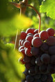 Red Grapes Close-up Wall Decal