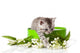 Kitten Green Gift Box Wall Decal