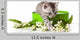 Kitten Green Gift Box Wall Decal