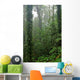Rain Forest Wall Decal