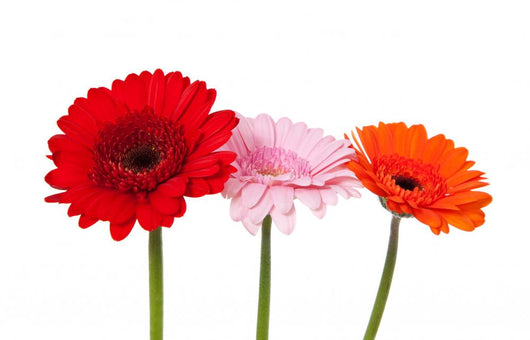 Three Gerbera Wall Decal