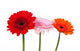Three Gerbera Wall Decal
