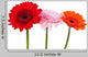 Three Gerbera Wall Decal