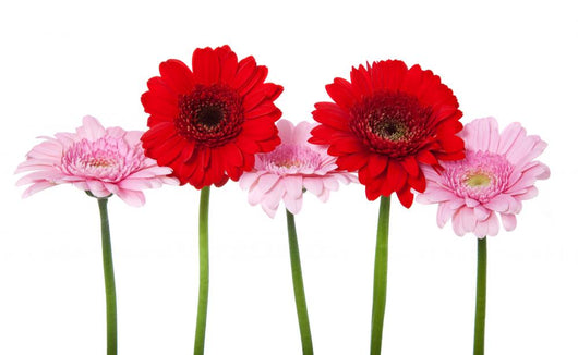 Red and Pink Gerbera Wall Decal