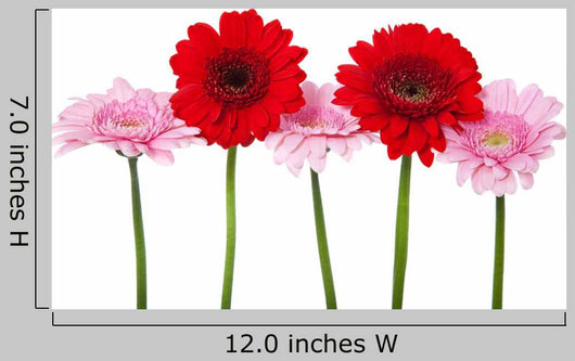 Red and Pink Gerbera Wall Decal