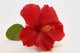 Red Hibiscus Wall Decal