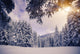 Winter Forest Wall Decal