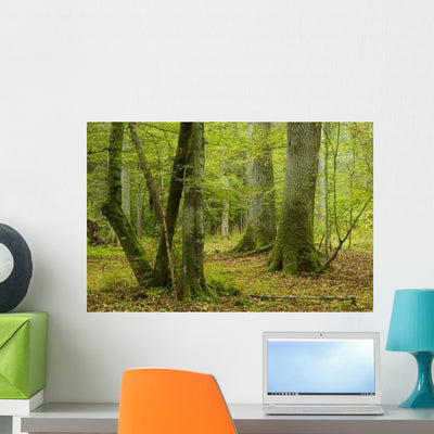 Two Old Oaks Wall Decal shown on a wall
