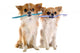 Chihuahuas and Toothbrush Wall Decal