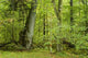 Forest Landscape with  Wall Decal