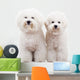 Two Bichon Frise Puppy Wall Decal