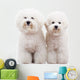 Two Bichon Frise Puppy Wall Decal
