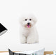 Seated Bichon Frise Puppy Wall Decal
