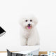 Seated Bichon Frise Puppy Wall Decal