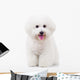 Seated Bichon Frise Puppy Wall Decal