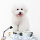 Seated Bichon Frise Puppy Wall Decal