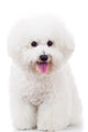 Seated Bichon Frise Puppy Wall Decal