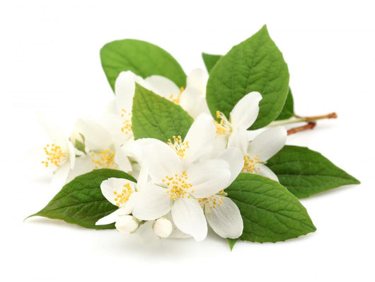 White Jasmine Flowers Wall Decal