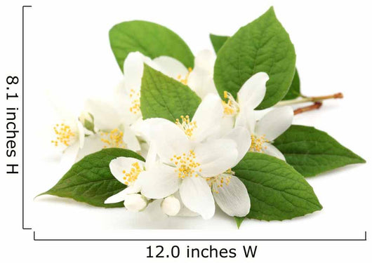 White Jasmine Flowers Wall Decal