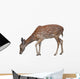 Whitetail Deer Fawn White Wall Decal