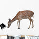 Whitetail Deer Fawn White Wall Decal