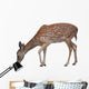 Whitetail Deer Fawn White Wall Decal