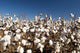 Cotton Field Crop Wall Decal