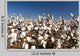 Cotton Field Crop Wall Decal