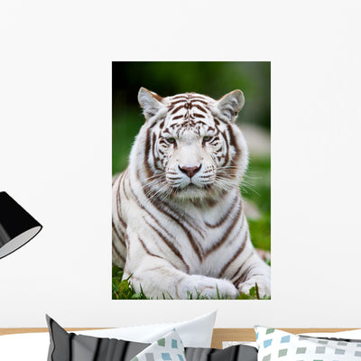 White Bengal Tiger Wall Decal shown on a wall