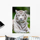 White Bengal Tiger Wall Decal