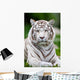 White Bengal Tiger Wall Decal