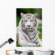 White Bengal Tiger Wall Decal