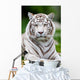 White Bengal Tiger Wall Decal
