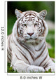 White Bengal Tiger Wall Decal