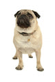 Pug Wall Decal