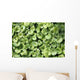 Ground Ivy Wall Decal