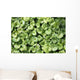 Ground Ivy Wall Decal