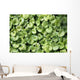 Ground Ivy Wall Decal
