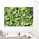 Ground Ivy Wall Decal