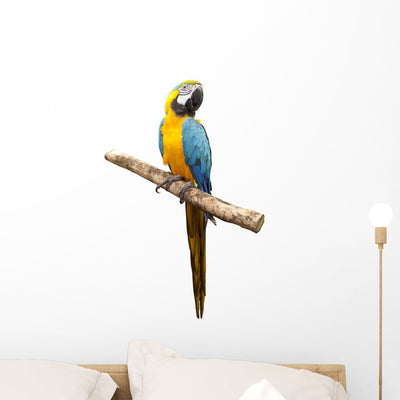Macaw Parrot Wall Decal shown on a wall