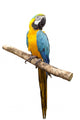 Macaw Parrot Wall Decal