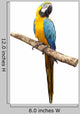 Macaw Parrot Wall Decal