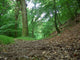 Woodland Path Wall Decal