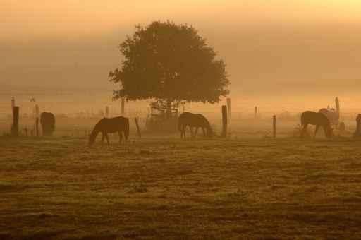 Herbstmorgen 2 Wall Decal