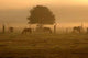 Herbstmorgen 2 Wall Decal
