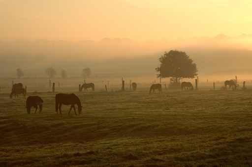 Herbstmorgen Wall Decal