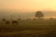 Herbstmorgen Wall Decal