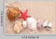 Seashells and Starfish Sand Wall Decal