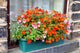 Window Box Old English Wall Decal